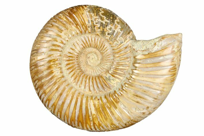 Polished Jurassic Ammonite (Perisphinctes) - Madagascar #256013